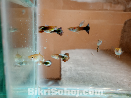 গাপ্পি মাছ